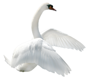 Swan PNG-20187